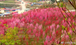 桃花绽放电视剧,爱恨情仇的岁月流转