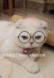 娱乐吃瓜君和刘二豆,揭秘娱乐圈背后的趣味故事  第2张