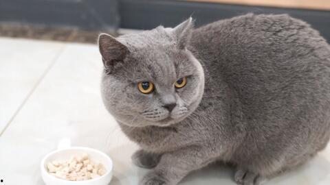 蓝猫娱乐圈吃瓜,揭秘明星幕后吃瓜大揭秘