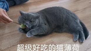 蓝猫娱乐圈吃瓜,揭秘明星幕后吃瓜大揭秘  第2张
