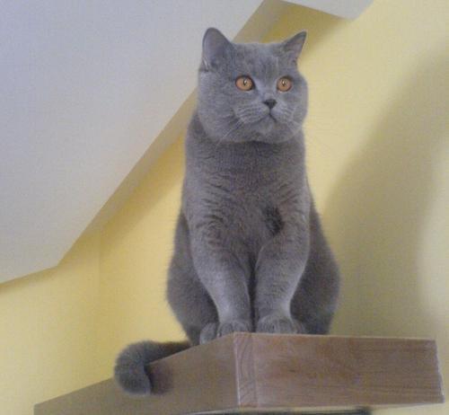 蓝猫娱乐圈吃瓜,揭秘明星幕后吃瓜大揭秘  第3张