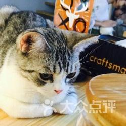 娱乐吃瓜猫金星,娱乐圈的麻辣吃瓜猫，揭秘幕后风云  第3张