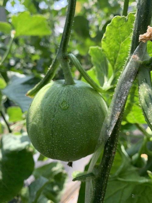 yz娱乐吃瓜,揭秘娱乐圈最新吃瓜事件，带你领略明星幕后故事  第2张